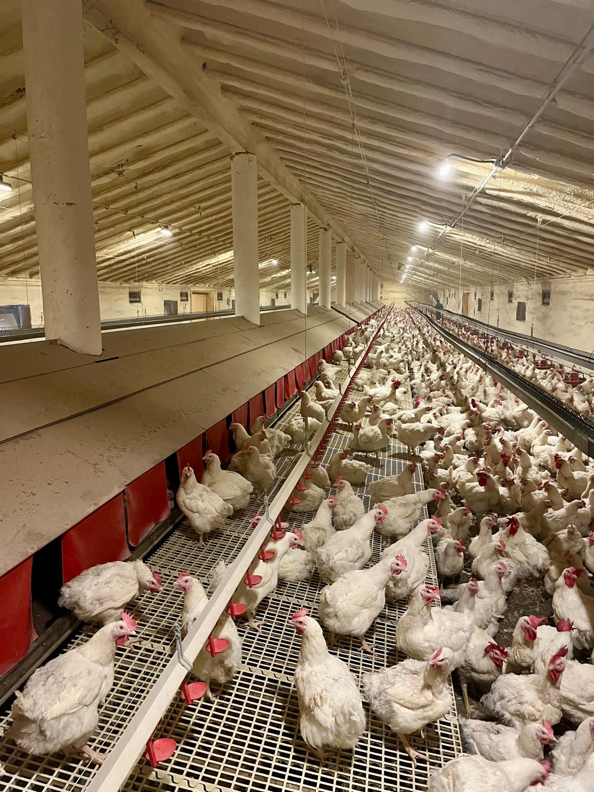 Instal·lacions pròpies com a suport tècnic