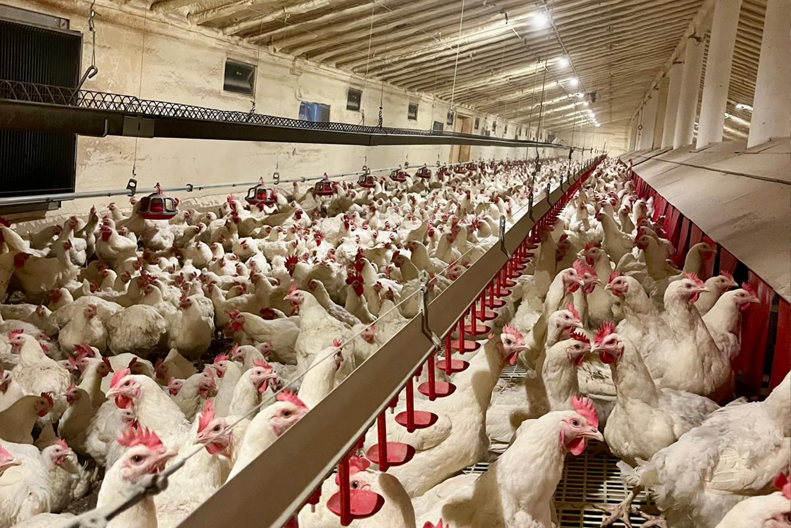 Benestar animal i bioseguretat